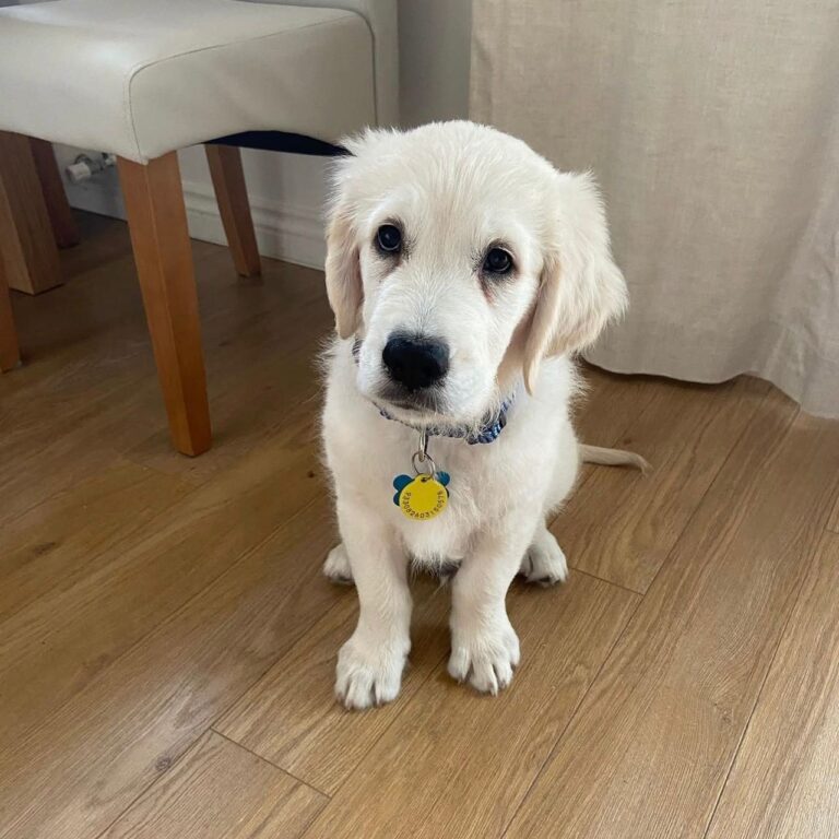 Oliver, a 9-week-old male Golden Retriever puppy